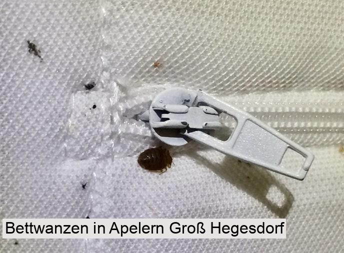 Bettwanzen in Apelern Groß Hegesdorf